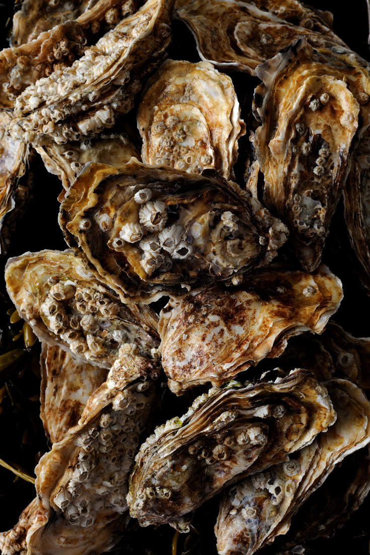 Oyster Recipes Great British Chefs