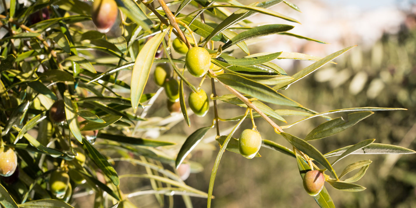 7 Things You Need To Know About Extra Virgin Olive Oil - Great British ...