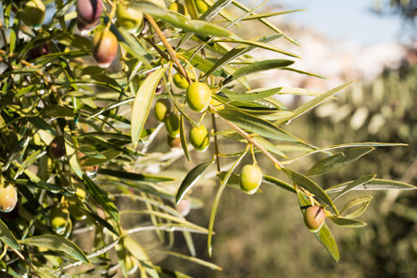 8 things you need to know about extra virgin olive oil
