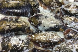 How to cook cuttlefish