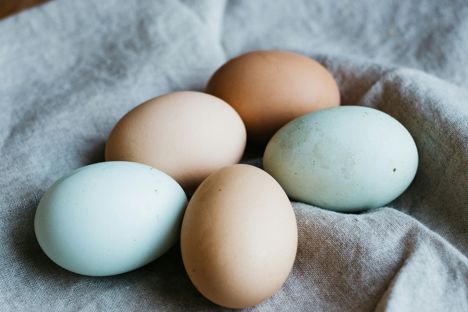 A comprehensive guide to eggs: from ostrich to emu