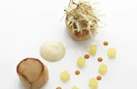 Hand-dived scallops with celeriac and truffle purée