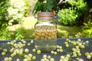 Gooseberry gin