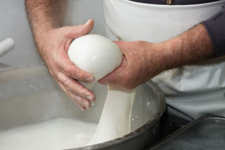 Mozzarella di Bufala: white gold in Campania