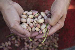 Green gold: Bronte’s pistachio harvest in pictures