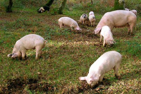 Pannage pork: Britain’s answer to Iberico