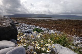 The rise of Irish food: a world-class cuisine getting the attention it deserves