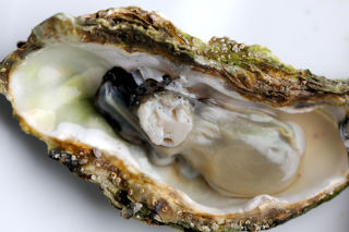 Oysters