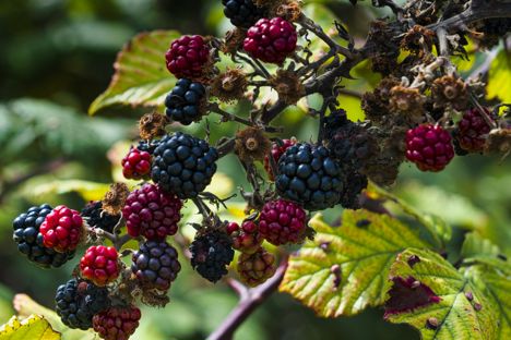 From the hedgerow to your table: our ultimate guide to hedgerow foraging