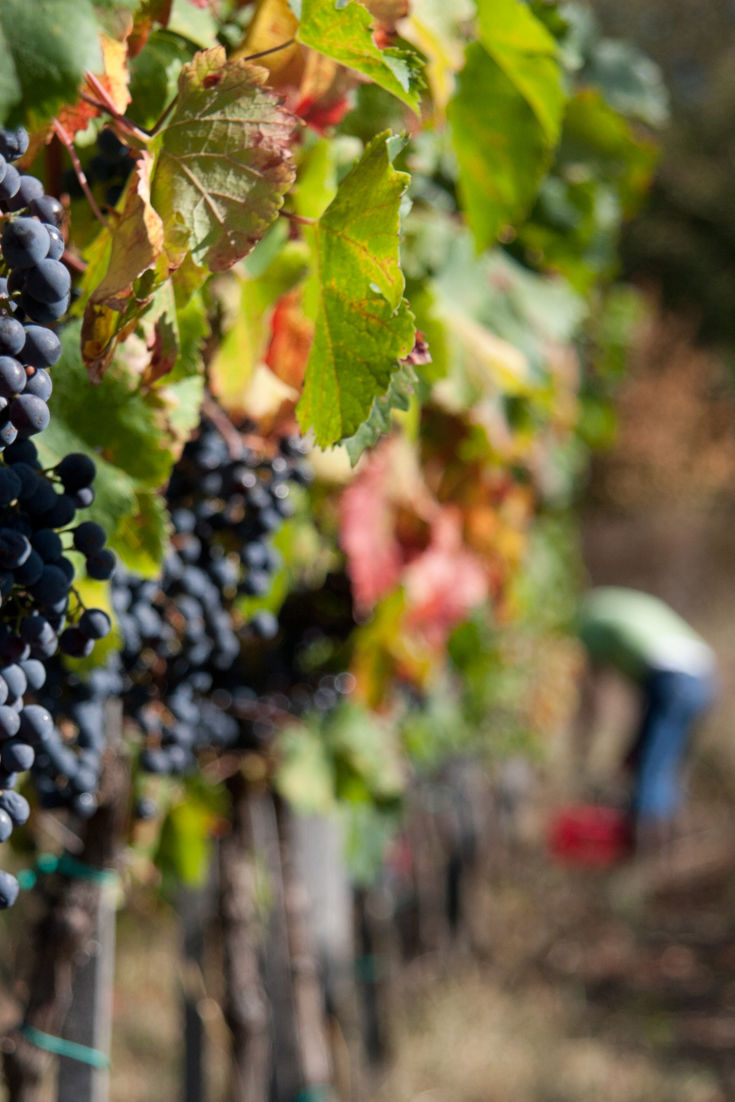 Red Wine Recipes Great British Chefs