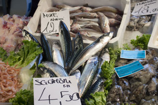 Fish of the Venetian lagoons