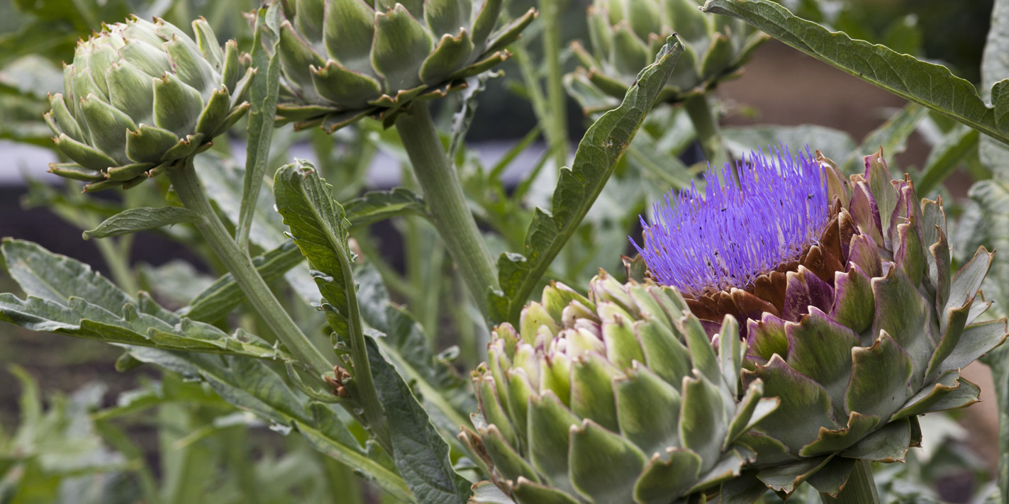 How to Cook Artichokes Sous Vide Great British Chefs