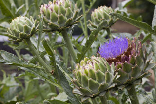 How to cook artichokes sous vide