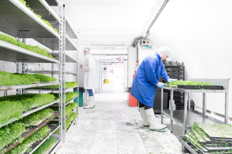 Growing Underground: farming of the future rooted in history