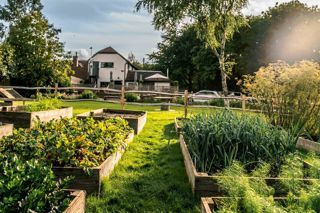 Growing vegetables at The Small Holding