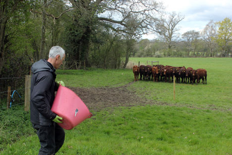 Wagyu in Sussex: on the farm at Trenchmore