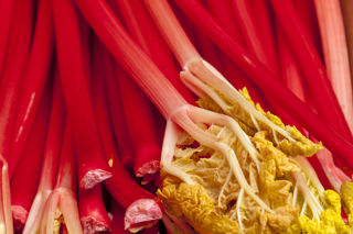 What's in season  – January