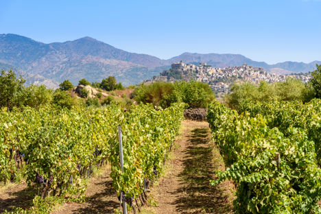 The wines of Sicily