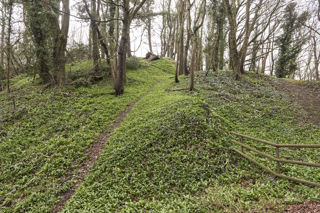 How to forage for wild garlic