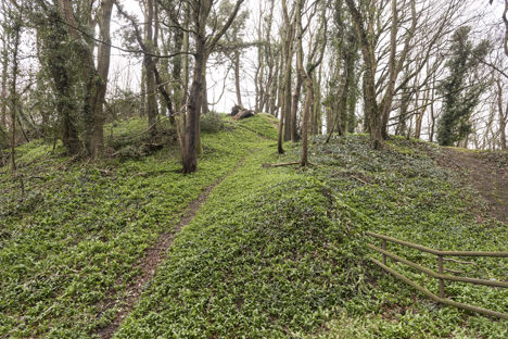 How to forage for wild garlic