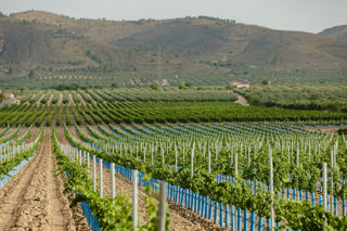 The wine regions of Spain: Alicante