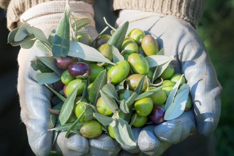 Italy’s top ten PDO-protected olive oils