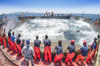 Ingredient Focus: wild almadraba bluefin tuna