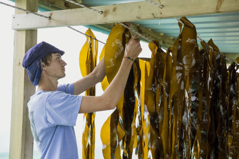 In pictures: the Cornish seaweed harvest