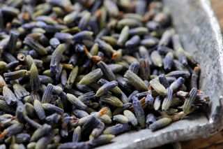 Great British Bake Off: Botanical Week inspiration and tips