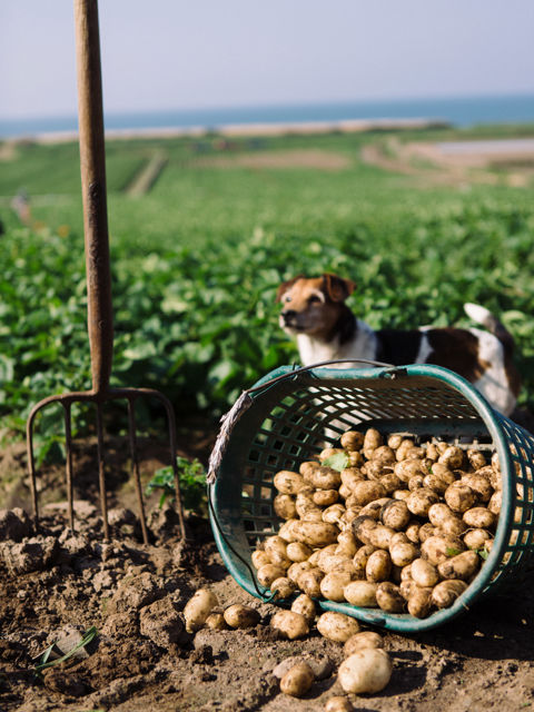 Growing jersey royals online