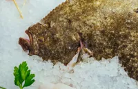How to cook turbot