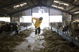 Britain's best cheesemakers: Cornish Gouda