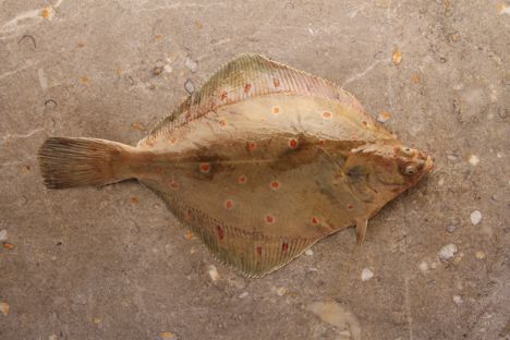 How to cook plaice