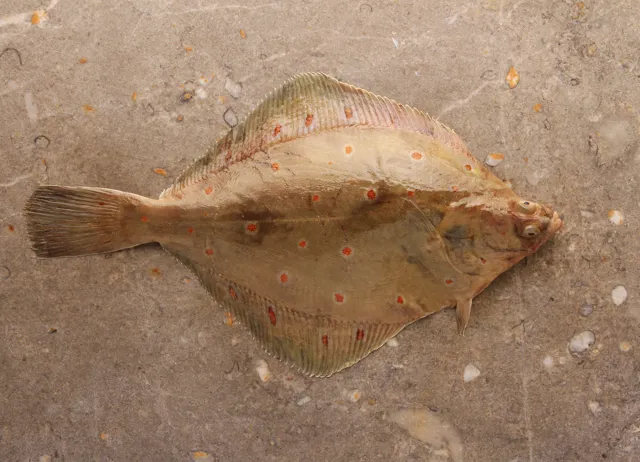 How to cook plaice
