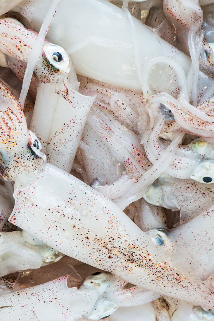 Squid Recipes - Great Italian Chefs
