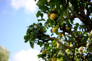 Sidra and Cabrales: Nacho Manzano’s Asturian Christmas