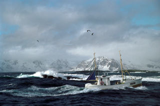 Norwegian cod fishing: a day in the life