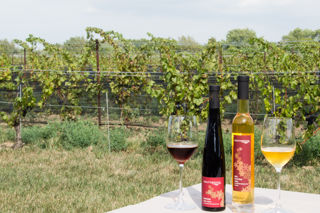 An ice wine pilgramage in the Niagara Peninsula winelands