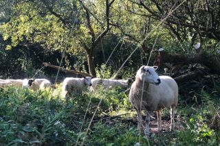 Cornish suppliers going the extra mile: The Cornwall Project’s Matt Chatfield