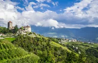 The wines of Trentino