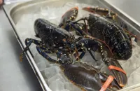 How to prepare lobster claws