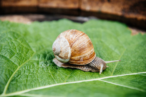 Dorset Snails: putting the gastro in gastropod