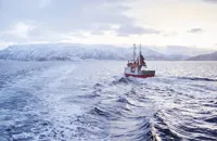 Skrei: in search of the sunshine fish
