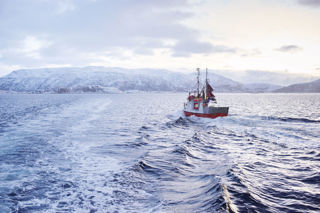 Skrei: in search of the sunshine fish