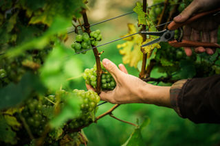 Top of the bottle: a year in an English vineyard