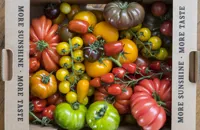 Sunshine fruit: the Isle of Wight’s incredible tomatoes