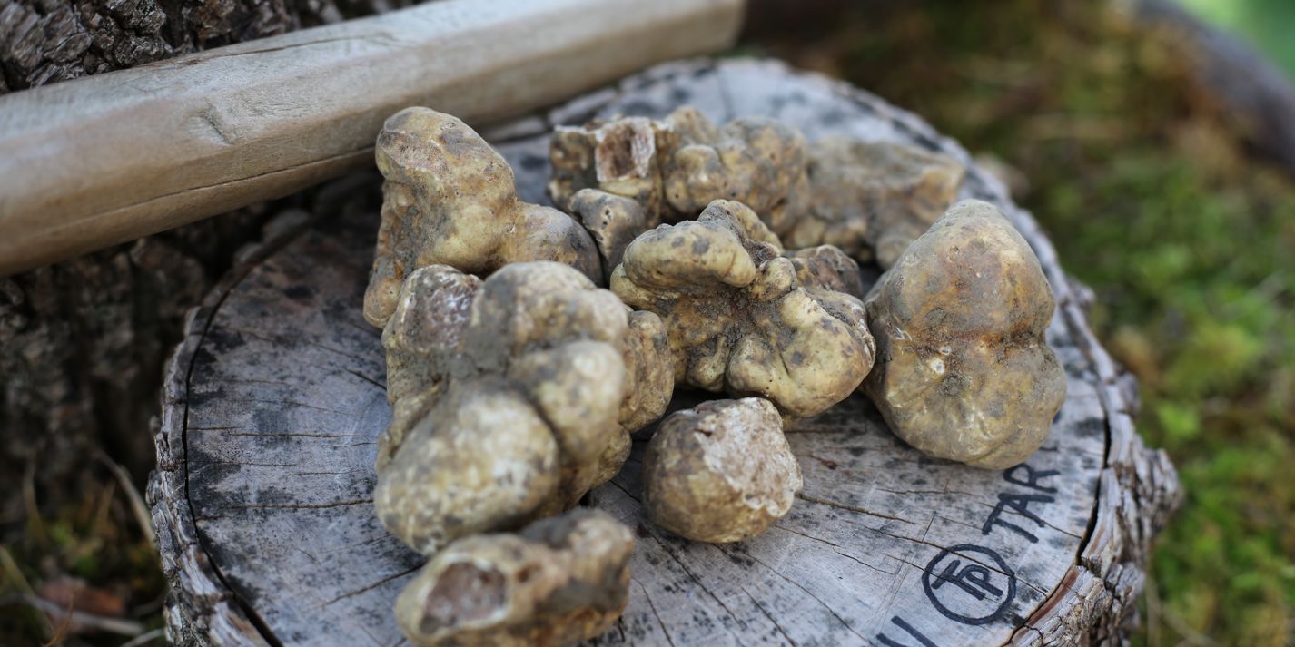 Buried Treasure Croatian Truffles Great British Chefs