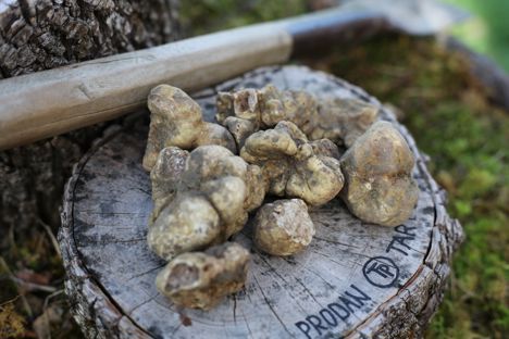 Buried treasure: the truffles of Istria