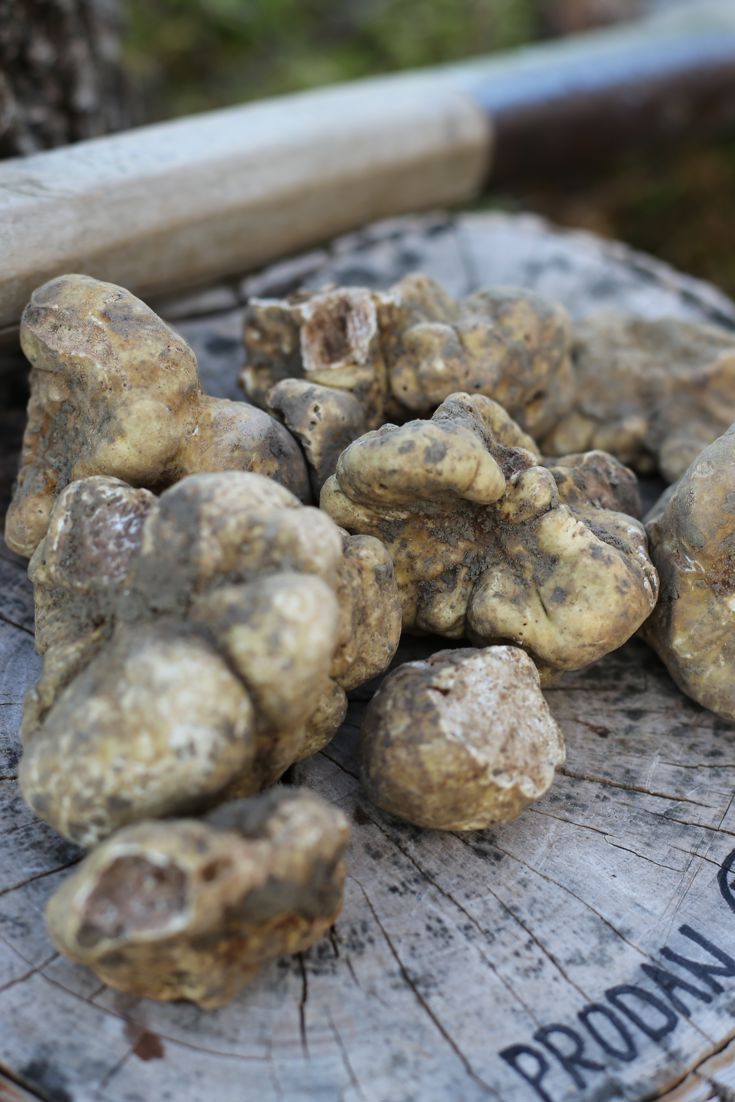 Buried Treasure Croatian Truffles Great British Chefs