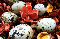 Cacao crazy: the chicken eggs that taste of chocolate